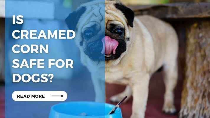 Is Creamed Corn Safe for Dogs