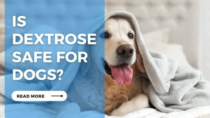 Is Dextrose Safe for Dogs