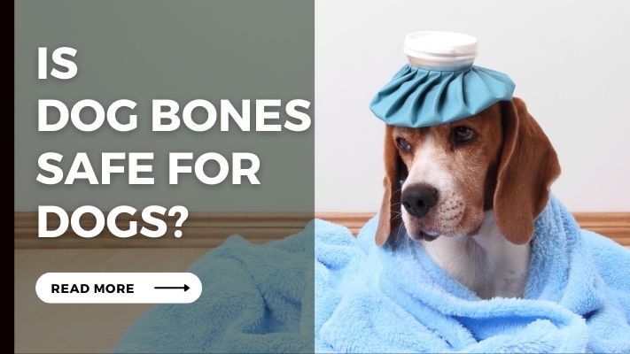 Is  Dog Bones Safe for Dogs