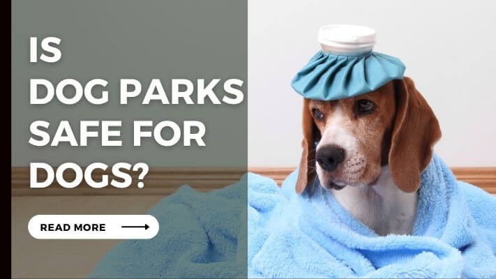 Is Dog Parks Safe for Dogs