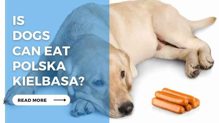 Is Dogs Can Eat Polska Kielbasa