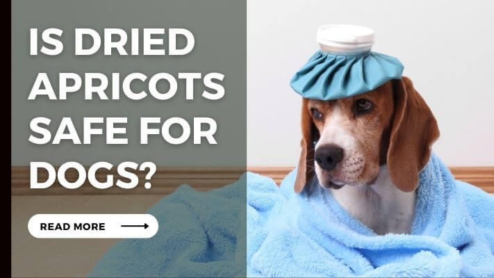 Is Dried Apricots Safe for Dogs