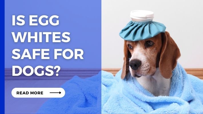 Is Egg Whites Safe for Dogs