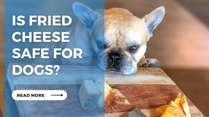 Is Fried Cheese Safe for Dogs