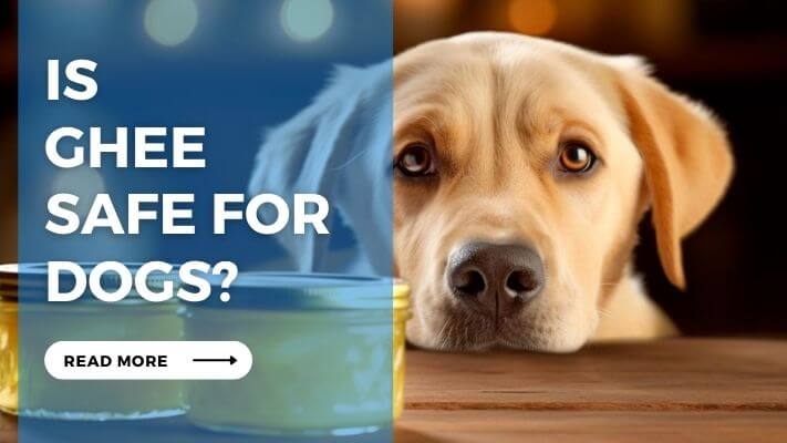 Is Ghee Safe for Dogs