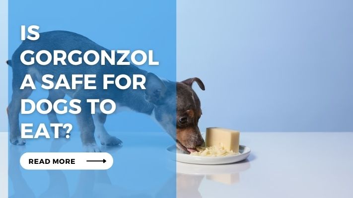 Is Gorgonzola Safe for Dogs to Eat