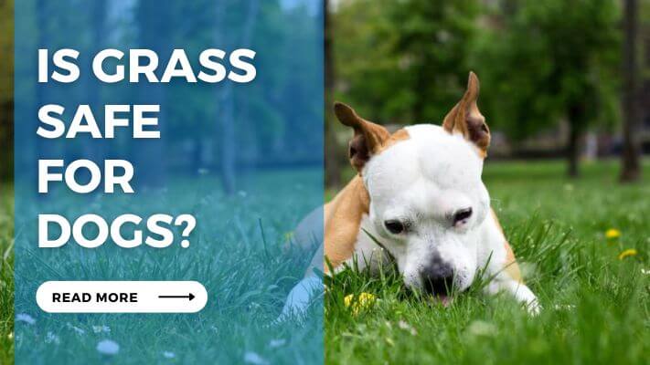 Is Grass Safe for Dogs