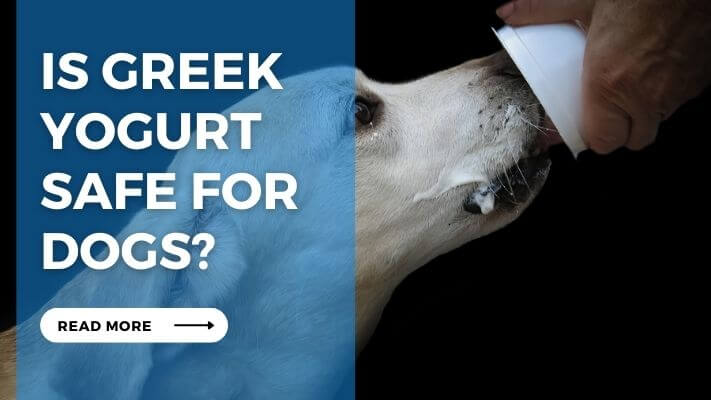 Is Greek Yogurt Safe for Dogs