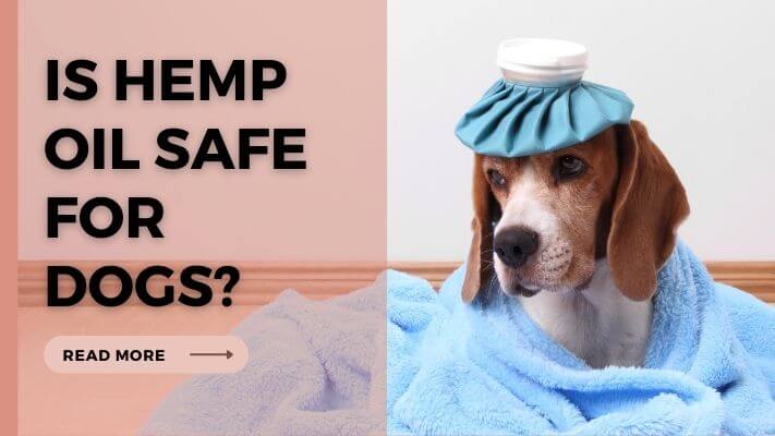 Is-Hemp-Oil-Safe-For-Dogs