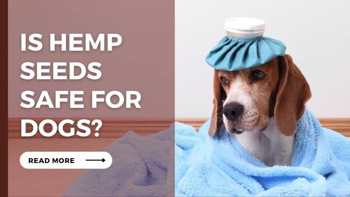 Are Hemp Seeds Safe For Dogs