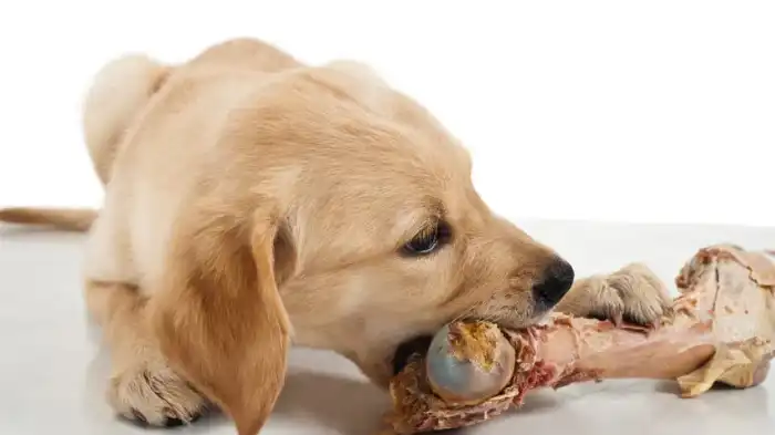 Why Do Dogs Eat Lying Down?