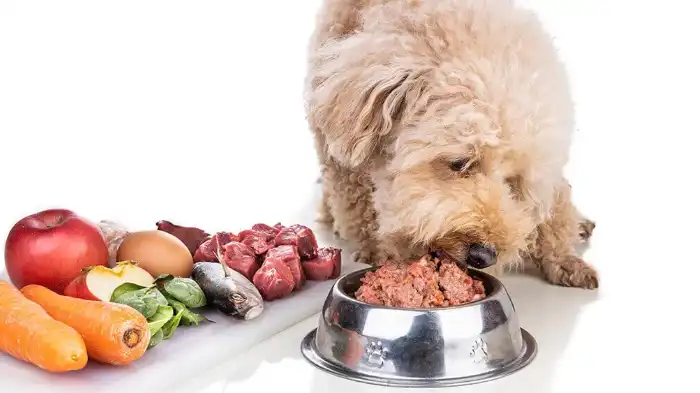 Can Dogs Eat Old Raw Meat?