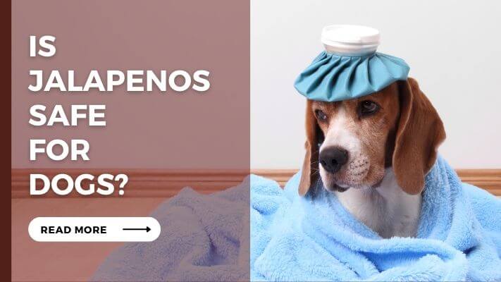 IS Jalapenos Safe For Dogs