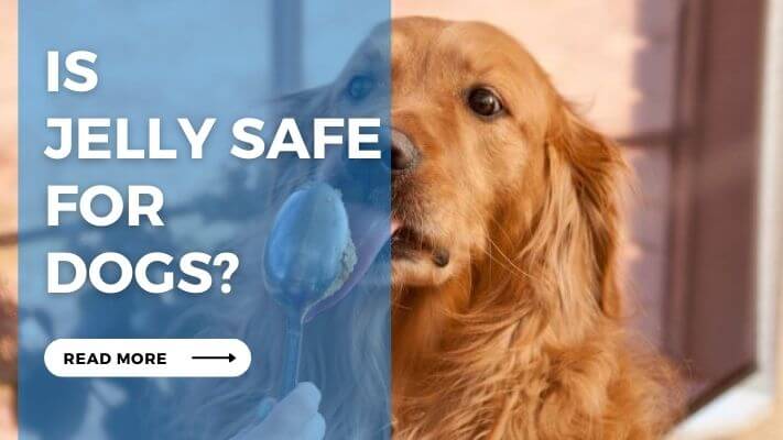 Is  Jelly Safe for  Dogs