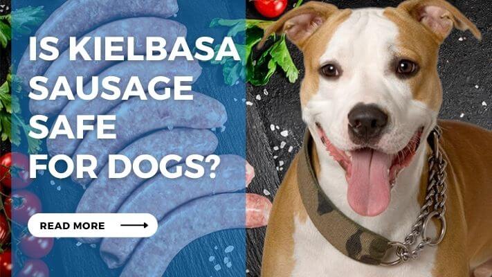 Is Kielbasa Sausage  Safe  for Dogs