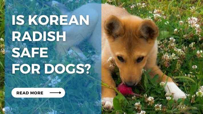 Is Korean Radish Safe for Dogs