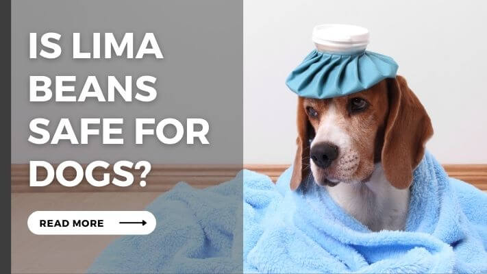 Is Lima Beans  Safe for Dogs