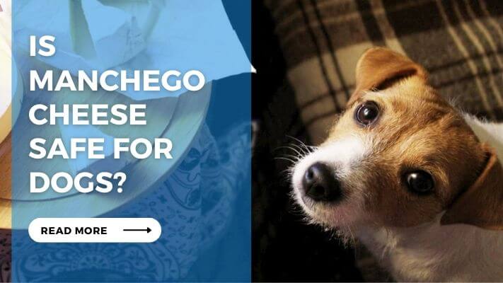 Is Manchego Cheese Safe for Dogs