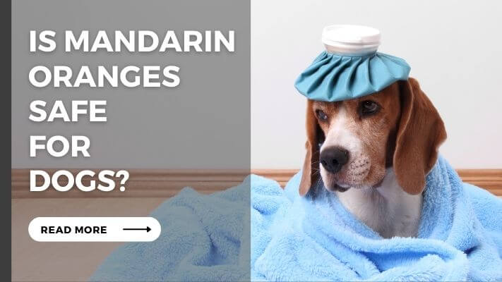 Is Mandarin Oranges Safe  for  Dogs