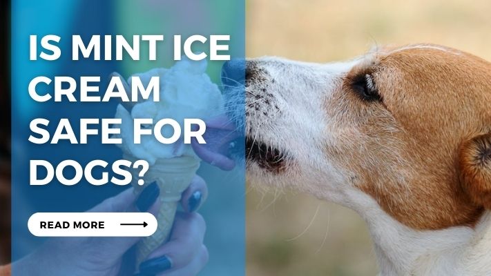 Is Mint Ice Cream  Safe for Dogs