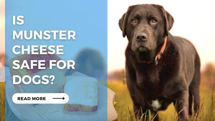 Is Munster Cheese Safe for Dogs