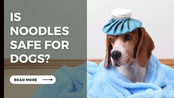 Is  Noodles Safe for Dogs