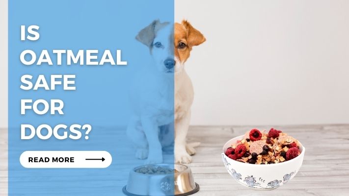 Is Oatmeal Safe for Dogs?