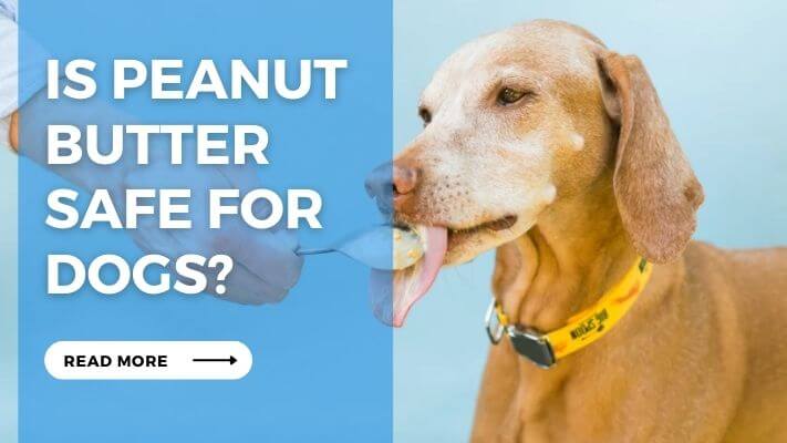 Is Peanut Butter Safe for Dogs