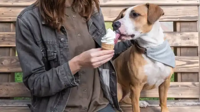 Is Pecan Ice Cream Safe for Dogs?