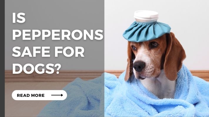 Is Pepperonis Safe for Dogs