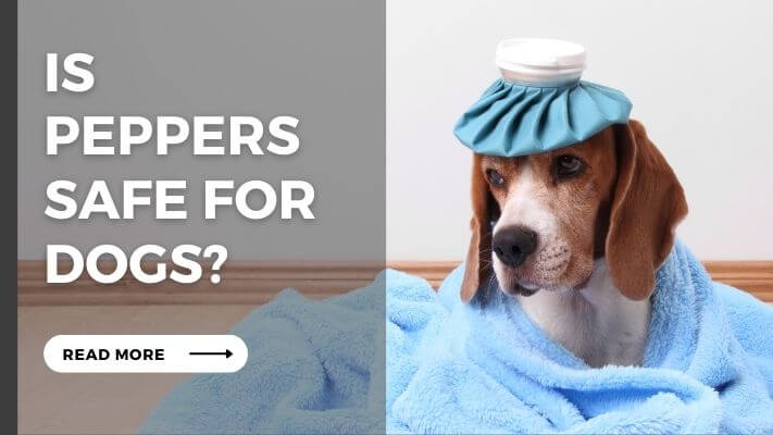 Is Peppers Safe for  Dogs