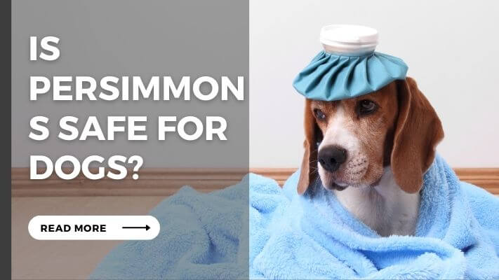 Is Persimmons Safe for Dogs