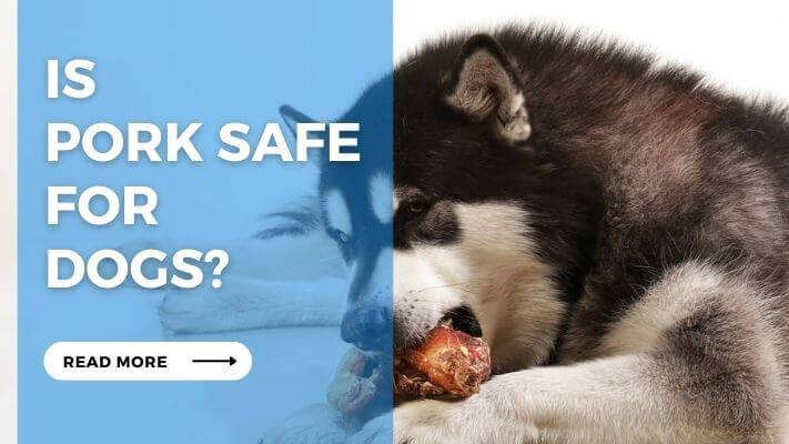 Is Pork Safe for Dog