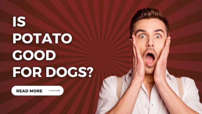 Is Potato Good for Dogs