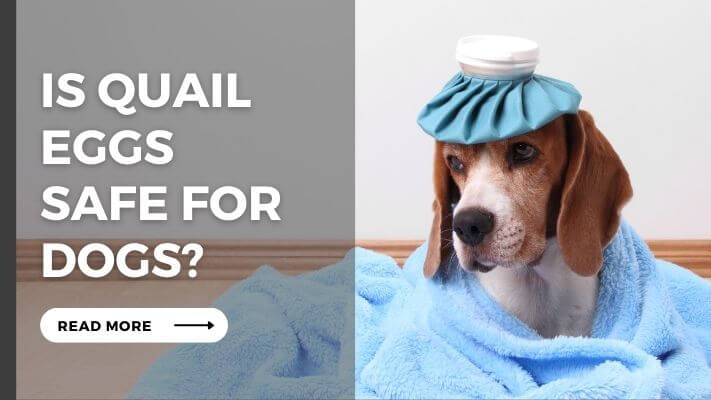 IS Quail Eggs Safe for Dogs