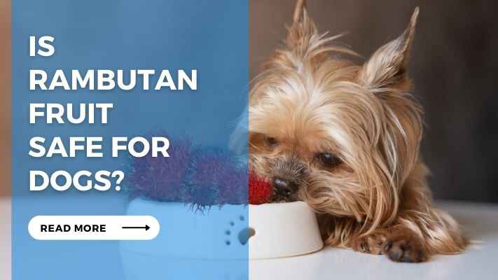 Is Rambutan Fruit Safe for Dogs