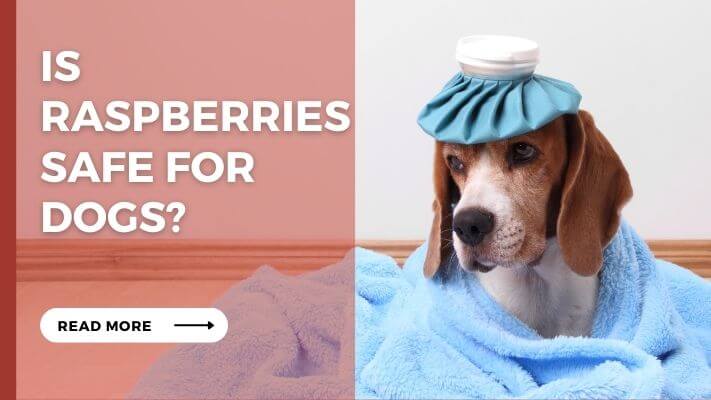 Is Raspberries Safe for Dogs