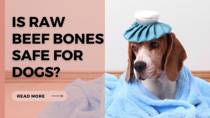 Is Raw Beef Bones Safe for Dogs?