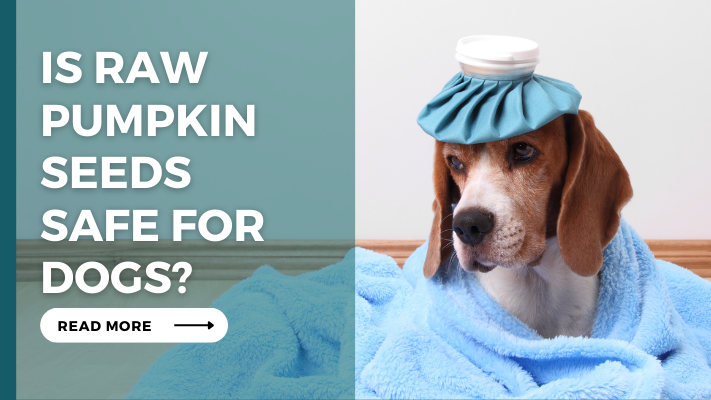 Is Raw Pumpkin Seeds Safe For Dogs