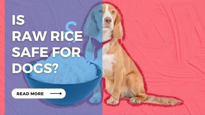 Is  Raw Rice  Safe for  Dogs