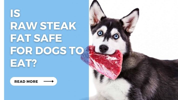 Is  Raw Steak Fat Safe  for Dogs to Eat