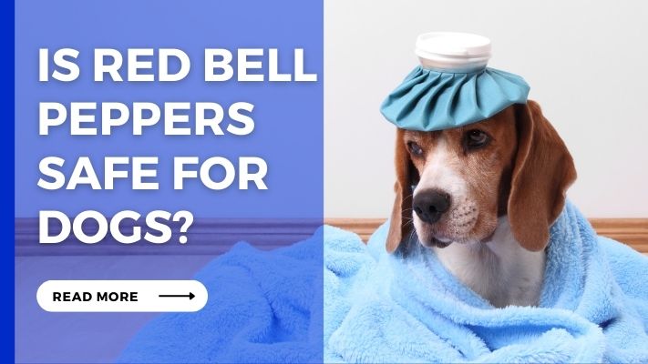 Is Red Bell Peppers Safe for Dogs