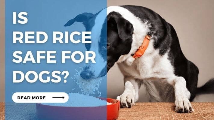 Is Red Rice Safe for Dogs