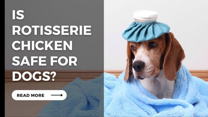 Is Rotisserie Chicken Safe for Dogs