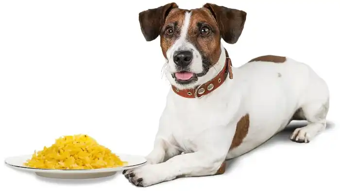 Can dogs eat saffron rice?