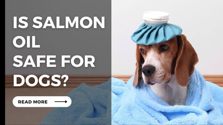 Is Salmon Oil Safe for Dogs