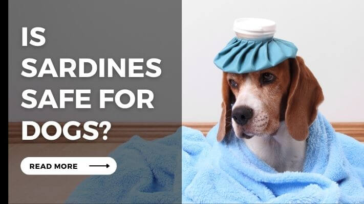 Is Sardines Safe for Dogs