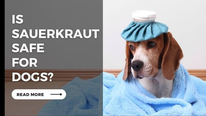 Is Sauerkraut Safe for Dogs