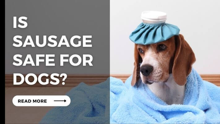 Is Sausage Safe for Dogs