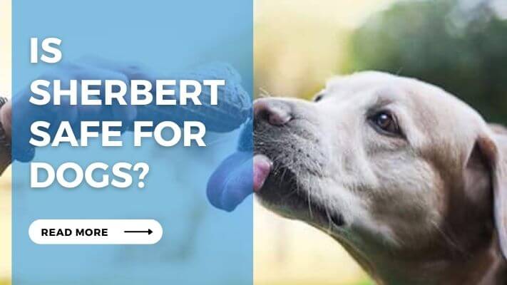 Is Sherbert Safe for Dogs